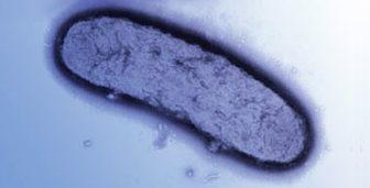 yersinia